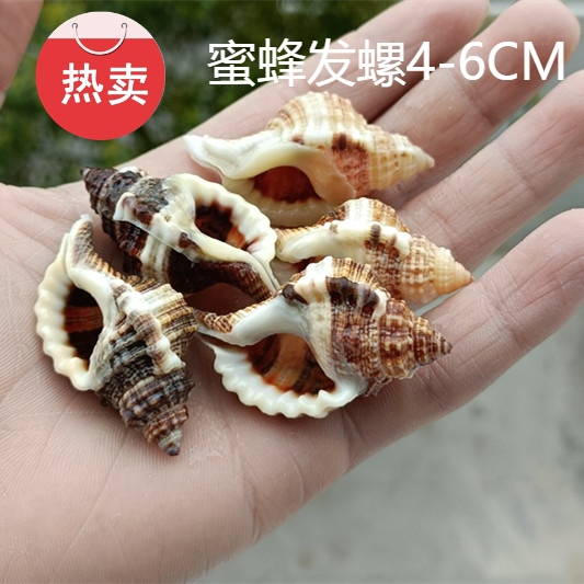 包邮天然海螺贝壳蜜蜂法螺标本螺水族鱼缸造景观收藏礼品纪念品