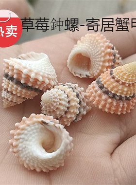 包邮天然海螺贝壳草莓钟螺寄居蟹甲壳替换壳蛋糕塔螺造景装饰收藏