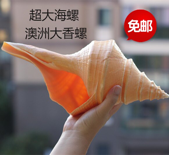 包邮天然超大海螺贝壳澳大利亚大香螺收藏礼品家居摆件道士号角