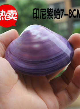 包邮天然海螺贝壳双壳紫蛤亮光蚌壳鱼水族缸造景装饰礼物礼品珊瑚