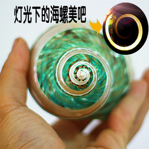 包邮天然绿蝾螺超大海螺贝壳 标本螺收藏礼品家居装饰摆件纪念品