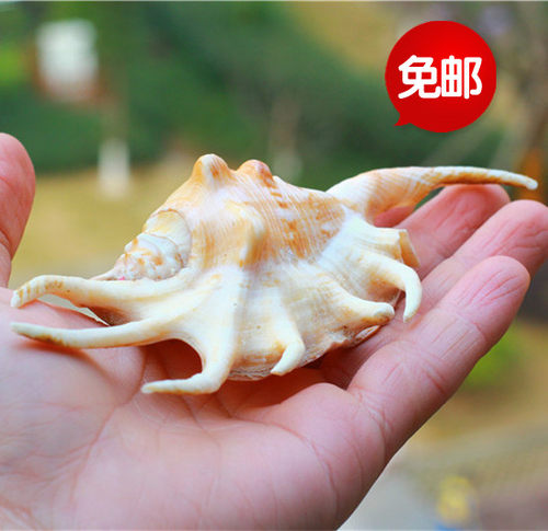 包邮天然海螺贝壳珊瑚七角螺鱼缸水族装饰 拍摄道具特色礼品珊瑚