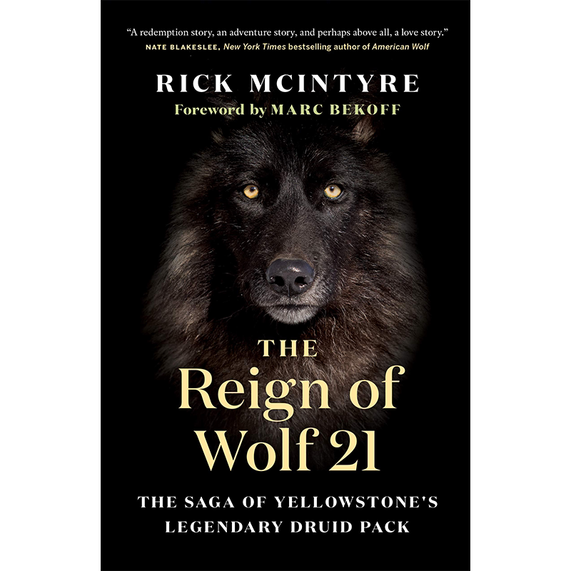 【预售英文原版】The Reign of Wolf 21 精装 狼的统治 21 黄石传奇德鲁伊包的传奇 里克·麦金太尔 黄石的阿尔法狼 自然 动物 狼