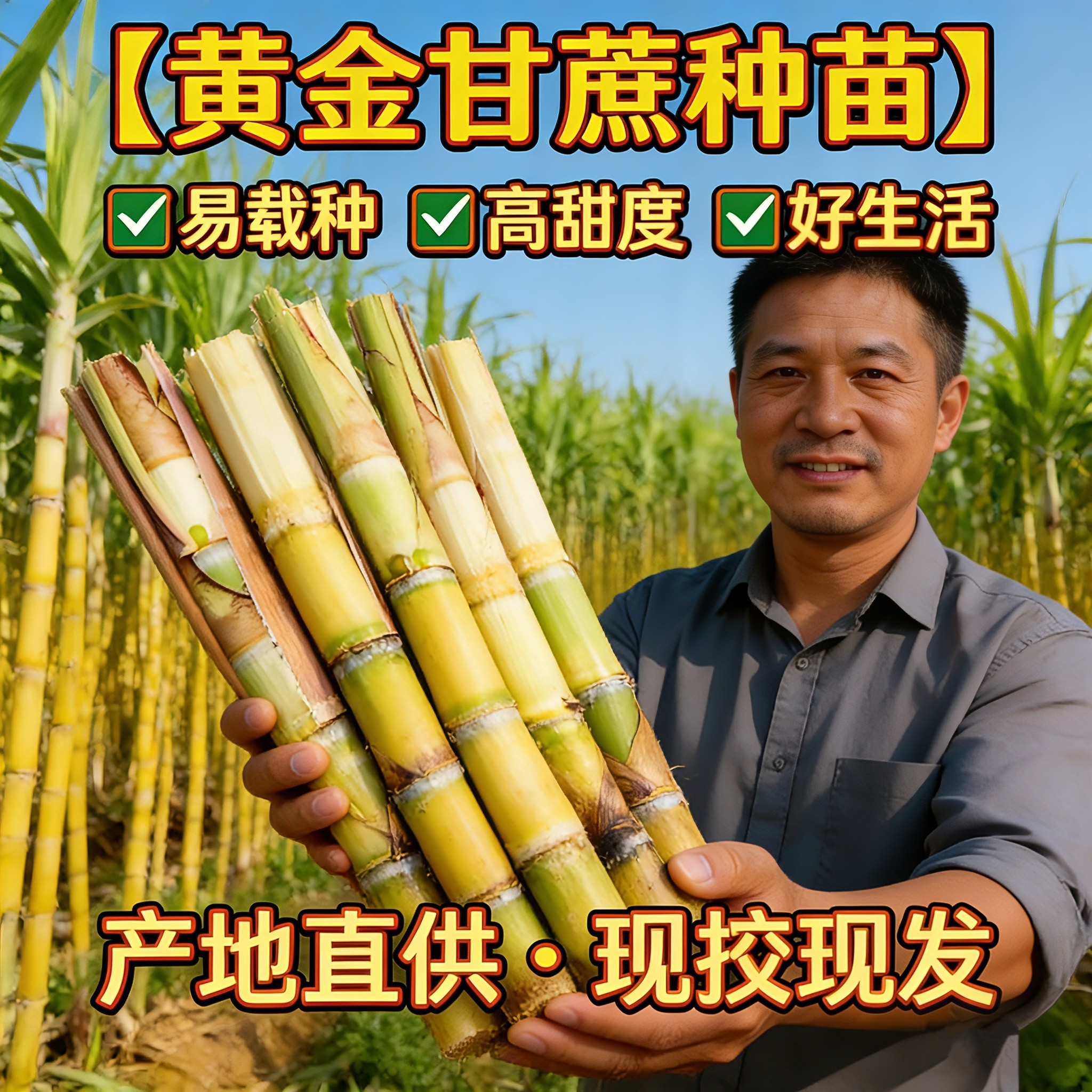 可生吃农家种植盆栽广西黑皮黄金甘蔗种苗节节高易活南北方可种