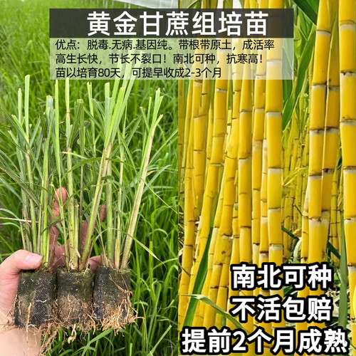 黑皮黄金青皮甘蔗杯苗易活高产
