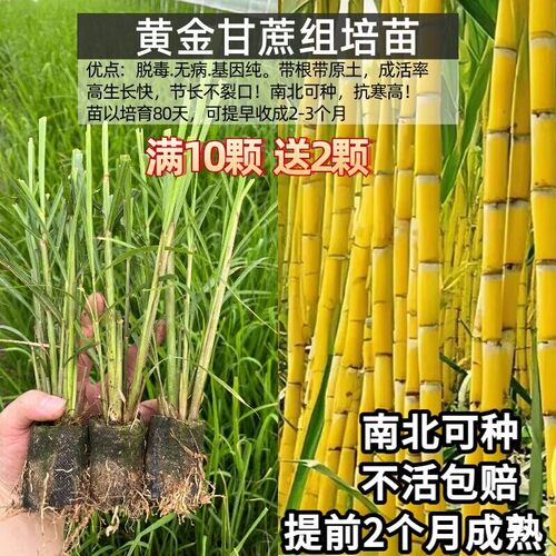 黑皮黄金青皮甘蔗杯苗易活高产