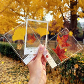 秋天落叶书签简洁时尚 塑料相框压花植物创意手工标注自制书签