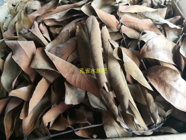 鱼缸水族高州龙眼叶干养龟叶子仿原生态乌龟龙眼叶干调节酸碱度