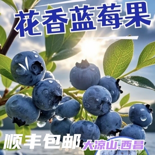 【顺丰包邮】大凉山西昌花香蓝莓脆甜爆汁现摘现发高山生态水果
