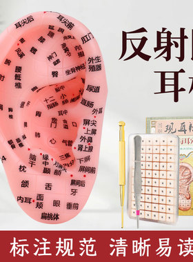 耳膜反射区耳穴准确仿真刻字