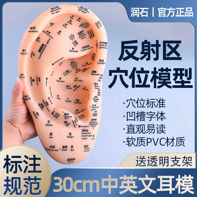 耳部反射区模型中英文超大号30cm耳模刻字清晰中医教学参考针灸