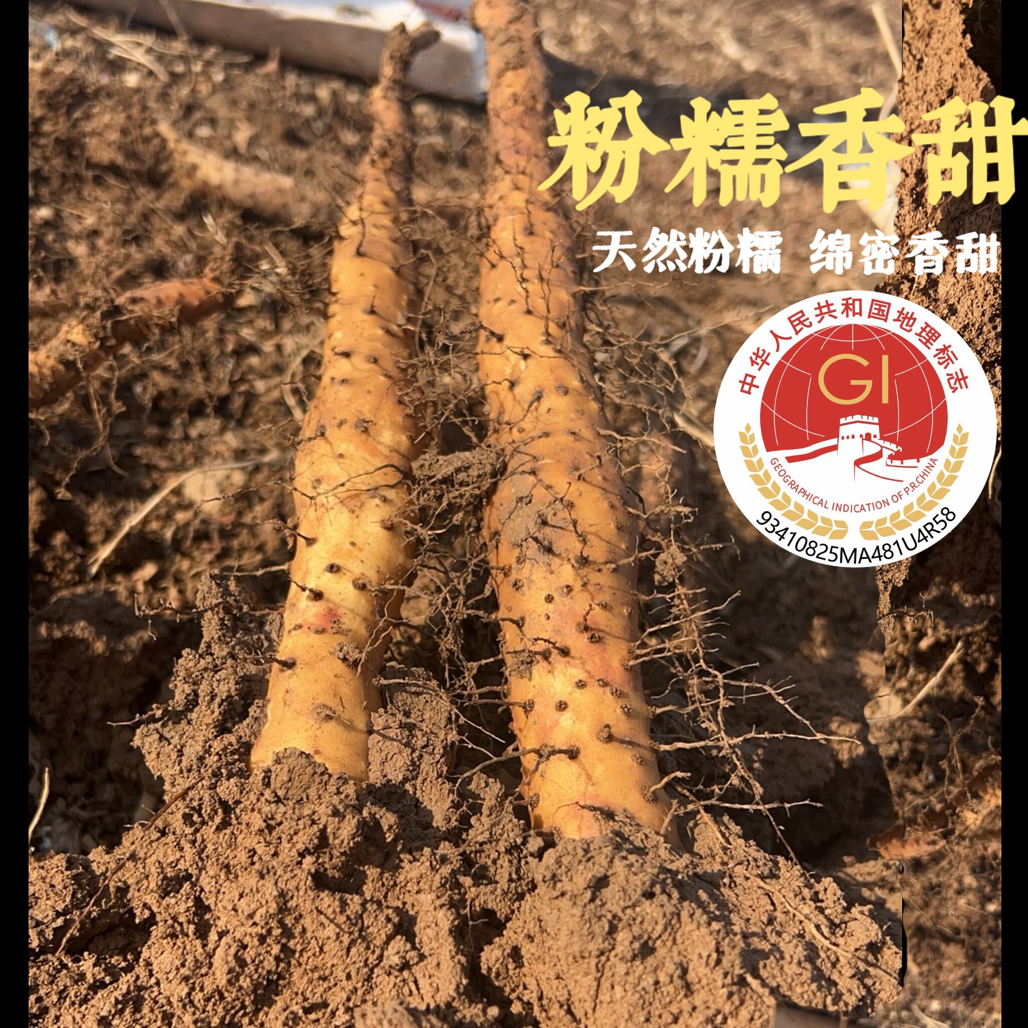 新鲜采挖-新店开业 正宗温县垆土铁棍山药怀山药农家自种
