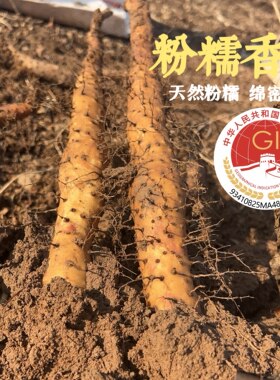 垆土铁棍山药张氏怀草