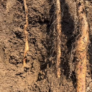 新鲜采挖-新店开业 正宗温县垆土铁棍山药怀山药农家自种