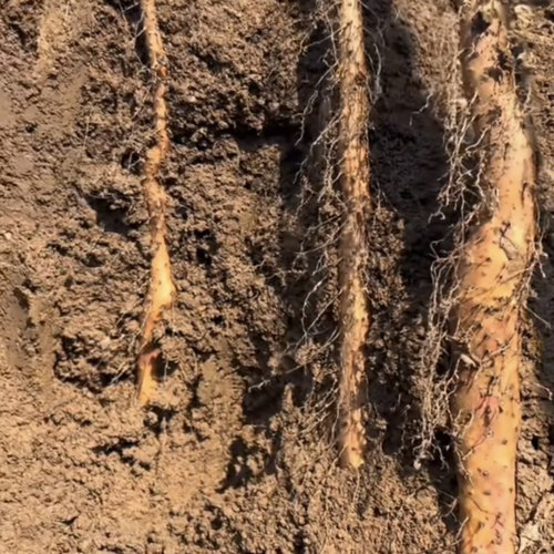 垆土铁棍山药张氏怀草