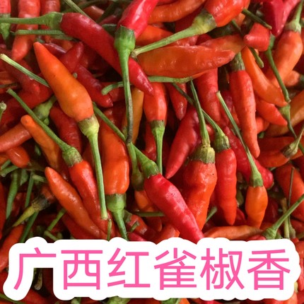 广西农家红小雀椒 熟小雀辣，野生朝天椒 超辣小指天椒 新鲜现摘