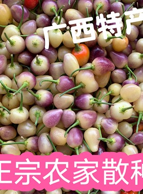 春季新苗靓货 广西农家散种七彩椒 新鲜采摘 五彩椒小灯笼椒 脆辣