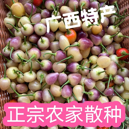 春季新苗靓货 广西农家散种七彩椒 新鲜采摘 五彩椒小灯笼椒 脆辣