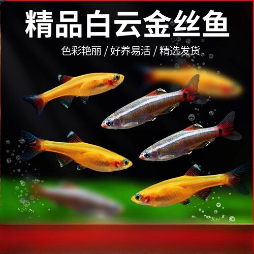 白云金丝鱼冷水鱼原生鱼不加温淡水冷水观赏鱼好养耐活鱼观赏小鱼