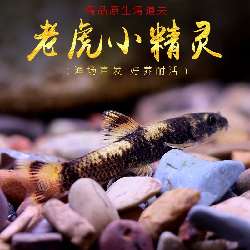 熊猫墨头老虎小精灵冷水清道夫清洁除藻工具观赏鱼青苔小型观赏鱼