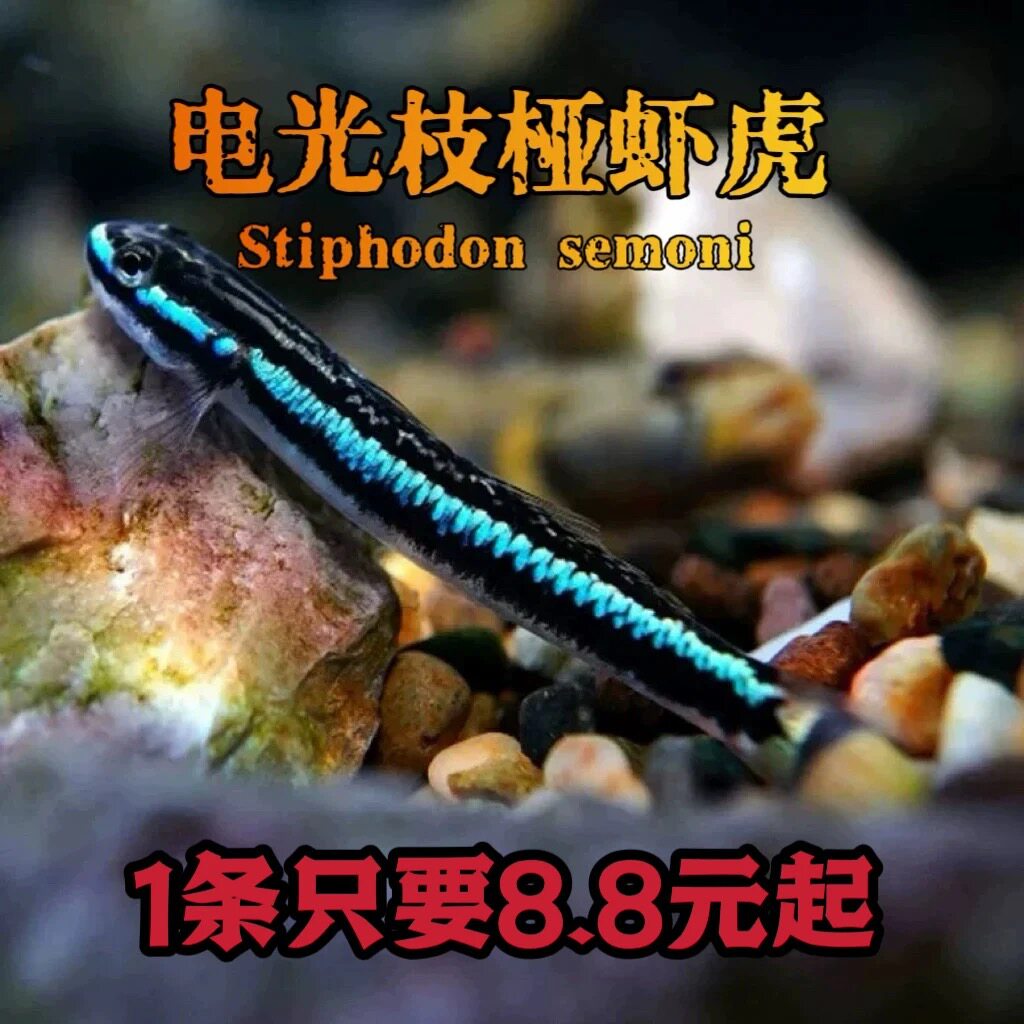 电光印尼枝桠紫身虾虎鱼淡水素食冷水饲养原生除藻清洁小型观赏鱼