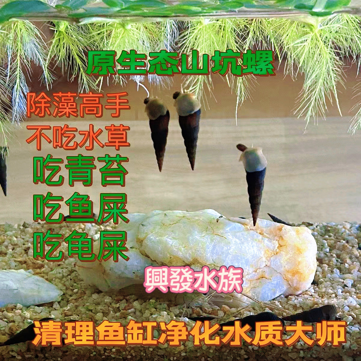 精品淡水山坑螺除藻青苔吃鱼乌龟粪清洁鱼缸工具水族宠物观赏螺