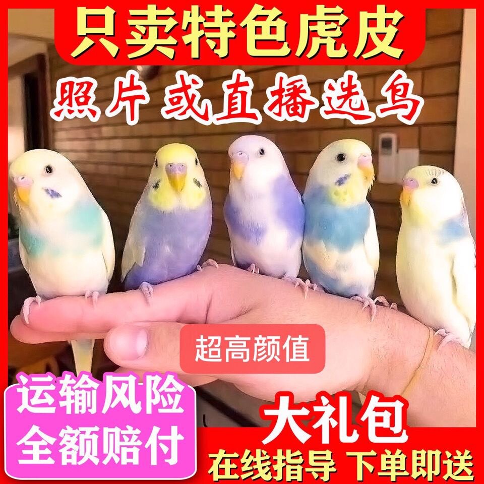 会说话的鹦鹉活鸟大头虎皮鹦鹉牡丹手养宠物小鸟幼鸟活体活物国血