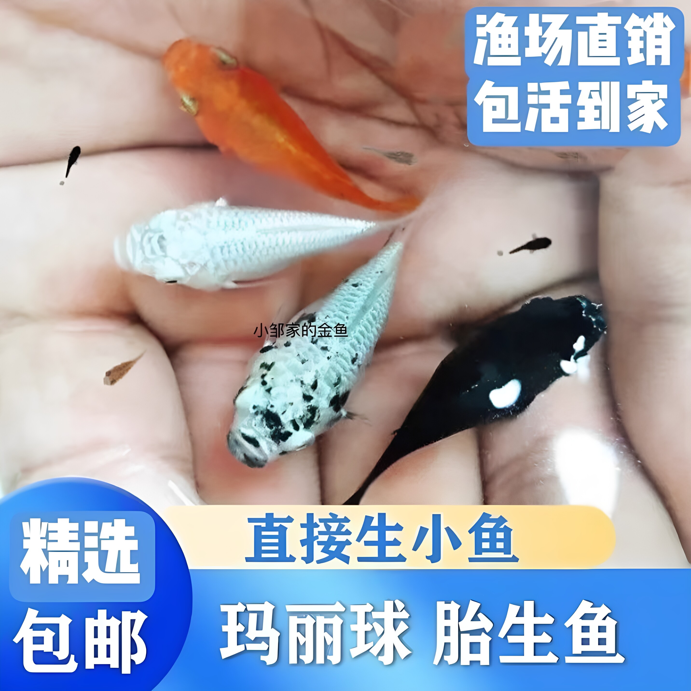 精品玛丽球鱼奶牛玛丽一公一母月光鱼胎生鱼观赏鱼红头钻眼瓷白