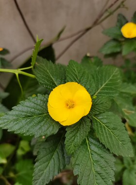 双11特惠时钟花 大叶达米阿那 特纳草Turnera ulmifolia  趣味黄