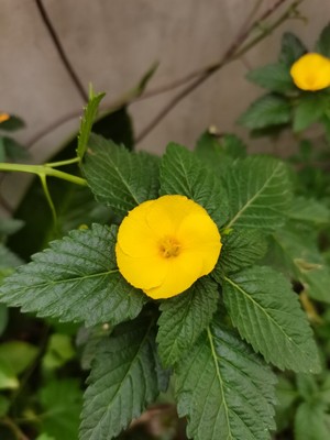 带花时钟花 大叶达米阿那 特纳草Turnera ulmifolia  趣味黄花