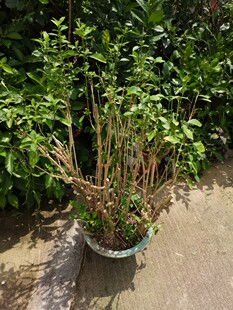 白鹤灵芝 白鹤灵芝草苗  藓草灵芝草苗  青草茶大老桩  大苗