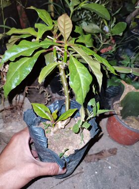 实拍 热卖七星针苗  木麒麟  多肉植物  趣味植物适合阳台庭院