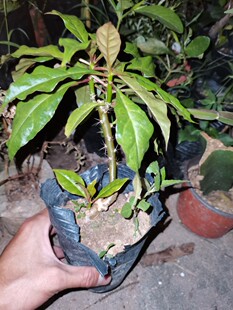 实拍 热卖七星针苗  木麒麟  多肉植物  趣味植物适合阳台庭院