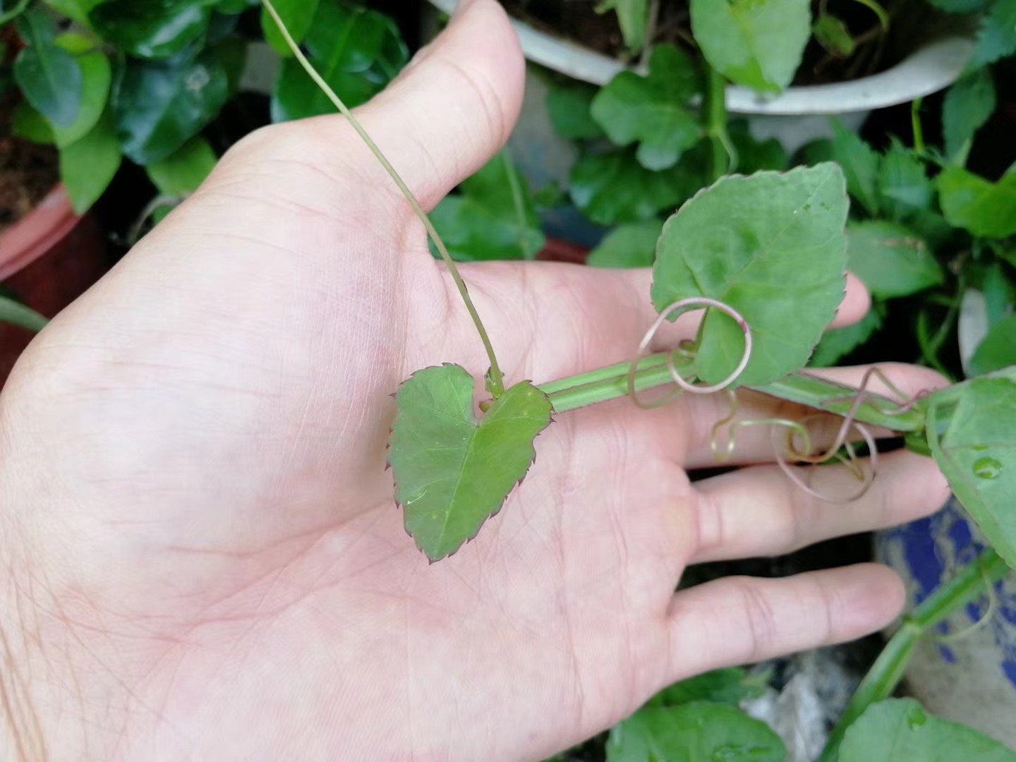台湾品种扦插苗趣味绿植观赏食用