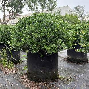 冬青先令矮球英式花园常绿植物耐寒耐热耐修剪规则花园必入可批发