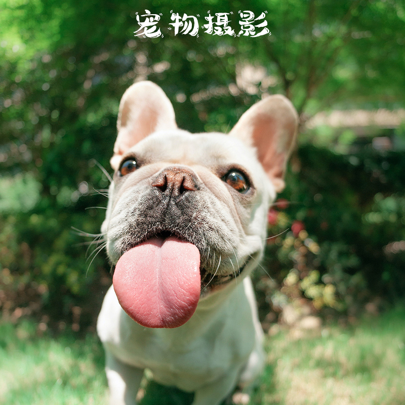宠物摄影福州专业拍照猫猫狗狗可爱户外摄影记录生活抖音