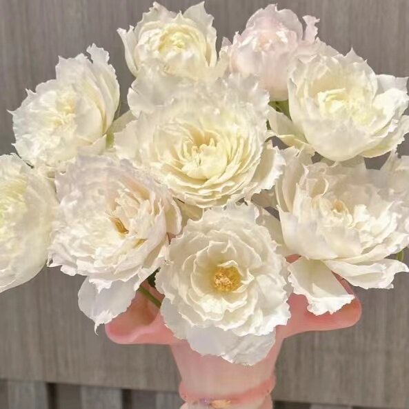 邻家花园 乐柏1加仑根接浓香月季原盆原土