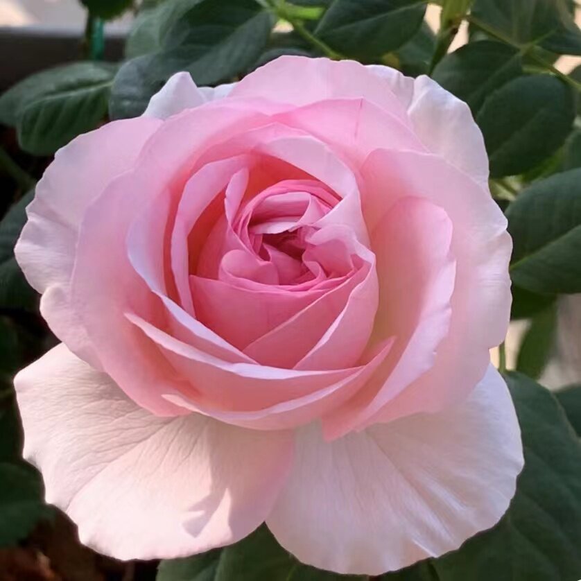 邻家花园 伊芙婚礼盒1加仑扦插粉色大花浓香月季阳台庭院露台栽种