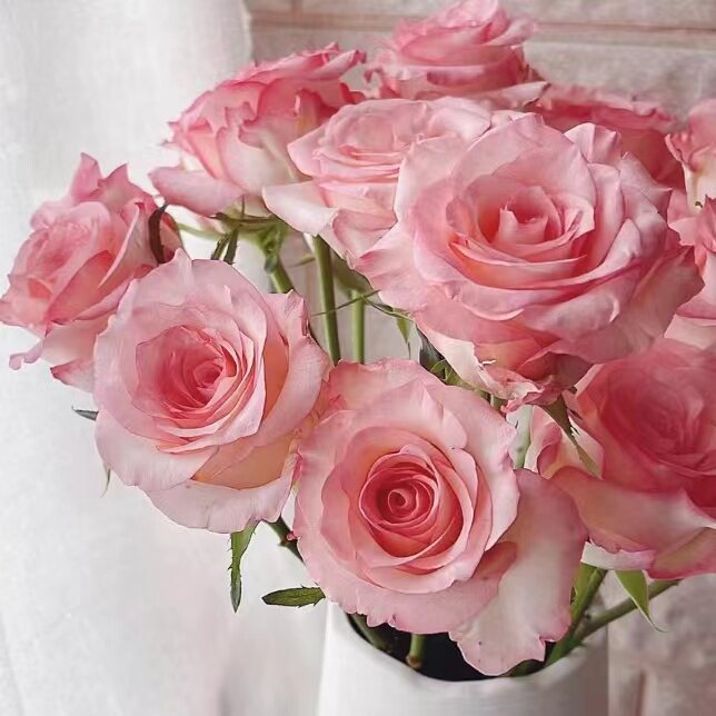 邻家花园 根接武媚娘1加仑原盆原土粉色切花月季阳台庭院露台栽种