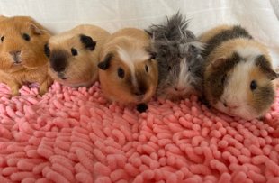 包邮 荷兰鼠天竺鼠家养宠物活体卷毛长逆毛加州荷兰猪 豚鼠 荷兰猪