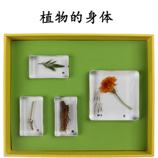 植物的身体根茎叶花种子/果实标本 儿童自然科学实验七色花幼教3+