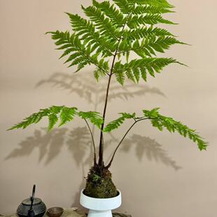 红磷蕨苔藓球水培一叶蕨类植物盆栽室内中式禅意盆景老桩观叶绿植