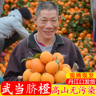 湖北丹江口脐橙子正宗新鲜应季水果整理现摘手剥果冻甜橙纽荷尔10