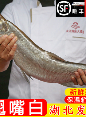 湖北丹江口市[翘嘴鲌鱼]大白刁子鱼淡水鱼鲜活大白鱼新鲜净膛现杀