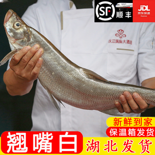 湖北丹江口市[翘嘴鲌鱼]大白刁子鱼淡水鱼鲜活大白鱼新鲜净膛现杀