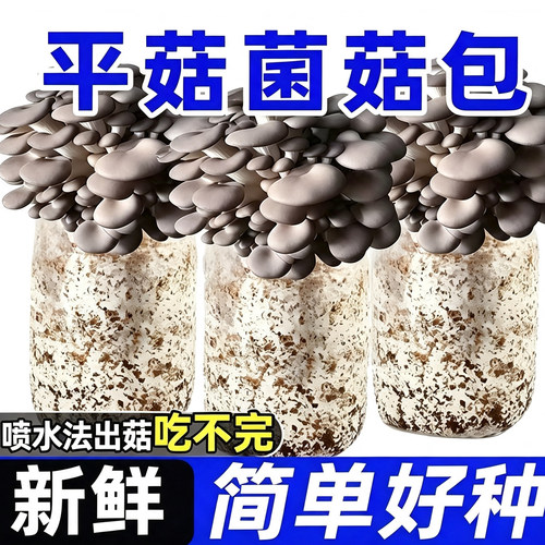 【买一发六】蘑菇菌包蘑菇种植包平菇菌棒菌菇种家庭食用菌盆栽