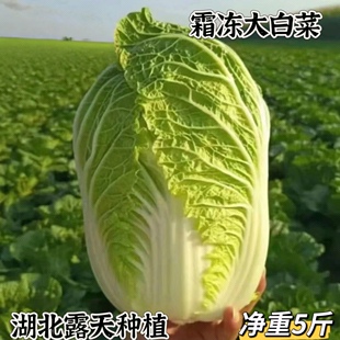 农家白菜露天种植霜冻大白菜霜打大白菜新鲜蔬菜黄心白菜新鲜青菜
