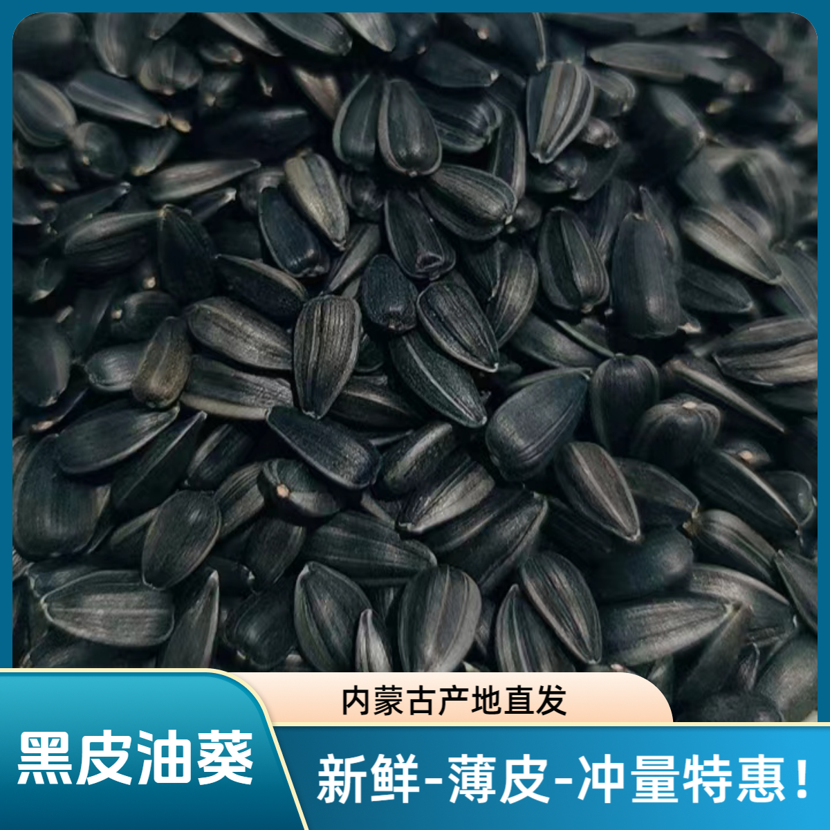 黑皮黑珍珠瓜子饱满内蒙古葵花籽