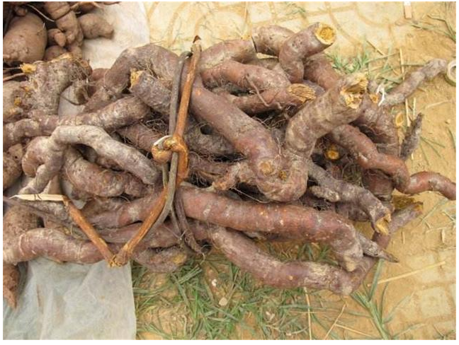 新鲜虎杖根虎杖花斑竹 酸筒杆 酸汤梗 斑杖根黄地榆 500g中草药材