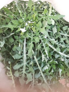 新鲜现挖野菜泥胡菜 苦马菜 荬菜青团麦芽饼  糯米菜 野苦麻菜